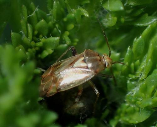 Lygus sp.